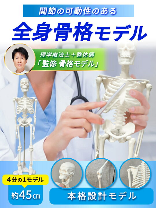 楽天市場】【理学療法士 × 整体師 監修】 人体骨格模型 ミニ 45cm 1/4 
