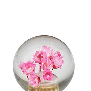 JINGLING Vtgmu@ԃMAmu@NX^@ėp@{[^ AT MT ԗp YԂɑΉ@JX^ 3ރA_v^[t 1 