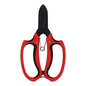 y|Cg3{ 11/4~11/11z OR[|[V sita tbfR[eBO A922 905022 ΂ oT~  nT~ ͂