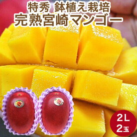 【特秀】宮崎 完熟 マンゴー 2Lサイズ 2玉入り 700g以上 御中元 ギフト 送料無料 宮崎県産
