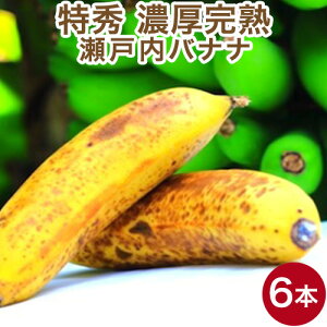 瀬戸内バナナ 6本 岡山県産 特秀 無農薬 国産バナナ 贈答用 化粧箱 送料無料 ギフト 予約販売