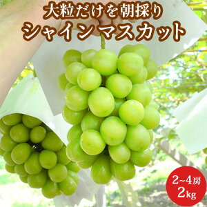嗱I VC}XJbg 2~4[ 2kg Gi RY  䒆 Mtg p