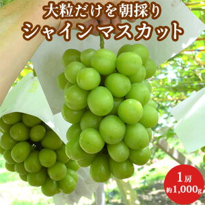 G 嗱 VC}XJbg 1[ 1,000g ϔ RY  䒆 Mtg p