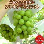 特秀 大粒 シャインマスカット 2房 約1,600g 山梨県産 送料無料 御中元 ギフト 贈答用【