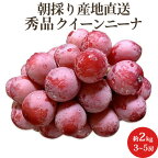 秀品 朝摘み大粒 クイーンニーナ 2kg箱 山梨県産 送料無料 敬老の日 残暑御見舞い フルーツギフト