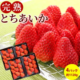 完熟 とちあいか 4パック入り箱 栃木県真岡産 送料無料 いちご 産地直送 御歳暮 御年賀