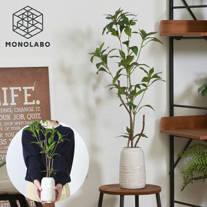 MNZC ϗtA Z~bN|bgt 66cm ͂Ȃ O[  CeA y i` u rO 蕨 v[g  100S MNZC