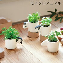 楽天市場】観葉植物 栽培キットの通販