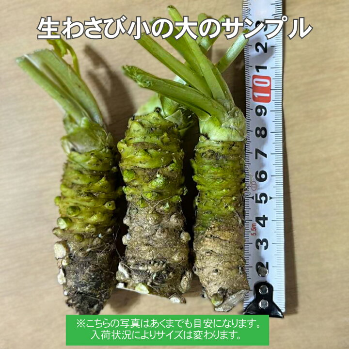 楽天市場】信州 安曇野産 生わさび 小の大サイズ 15本 【送料無料 