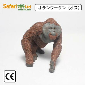 tBMA A  Safari Tt@ IE[^ Male Orangutan