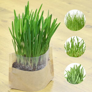 [4Zbg][Ki] C[X^[@}CK[f@q͔|Zbg@I[c / C^AOX / EB[g / o[[