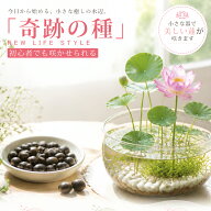＼森川 P10倍／睡蓮種子 睡蓮の種 蓮の種 ハスの種 睡蓮 種 すいれんのたね 蓮の種 スイレンの種 水草の…