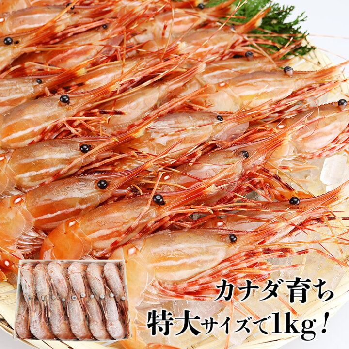 楽天市場 ぼたん海老1kg 特大サイズ カナダ産 刺身 生食 海老 エビ ボタンエビ 生エビ 送料無料 冷凍便 お取り寄せグルメ 食品 ギフト 海鮮 食の達人森源商店