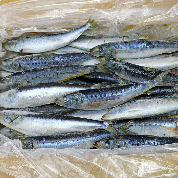 楽天市場 冷凍いわし 4kg 業務用 箱売り イワシ 鰯 送料無料 冷凍便 お取り寄せグルメ 食品 ギフト 食の達人森源商店