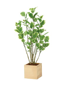 Ebh{bNX|VX1.0m G}lHA Ebh{bNX^Cv O[V[Y i` bNX  L R h A[gO[