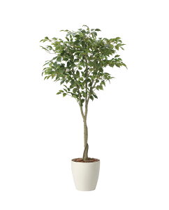 lHϗtA  Ɩp { ItBX X  tFCN O[ A  tBJXc[1.65m G}lHA tA^Cv O[V[Y i` bNX  L 