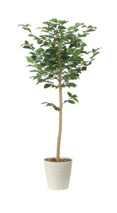 c[1.6m G}lHA tA^Cv O[V[Y i` bNX  L R h A[gO[