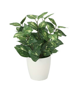 |gXM lHϗtA  G} Ɩp { ItBX X   tFCN O[ A e[u^Cv O[V[Y i` bNX  L R h A[