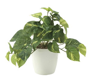 tbV|gXS lHϗtA  G} Ɩp { ItBX X   tFCN O[ A e[u^Cv O[V[Y i` bNX  L R