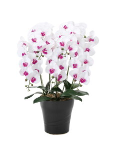 Ӓ tbVӒ 5{W/L G}  tFCNO[ A[gt[ CeA Ԋt v[g Mtg JXj Vzj ̓ hV̓ a   