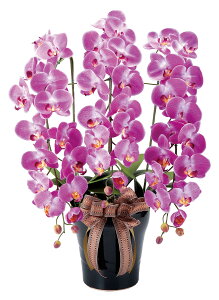 CӒL G}  tFCNO[ A[gt[ t[AWg L R sv  CeA  Mtg v[g hV̓ ̓ JXj