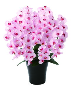 v~AӒ 7{P G} tFCNO[  lHϗtA JXj Vzj Mtg 蕨 v[g CeA   A[gt[ hV̓  ̓  