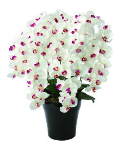 v~AӒ 7{W/AB G} tFCNO[  lHϗtA JXj Vzj Mtg 蕨 v[g CeA   A[gt[ hV̓  ̓ 