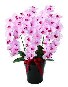 v~AӒ5{ G} tFCNt[  lHϗtA t[AWg p Mtg ̓ hV̓ j JXj   CeAO[  A[