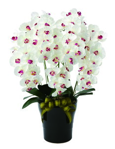 Ӓ v~A 5{W/AB G}  tFCNO[ A[gt[ CeA Mtg  v[g JXj Vzj ̓ hV̓ a  Ԋt  