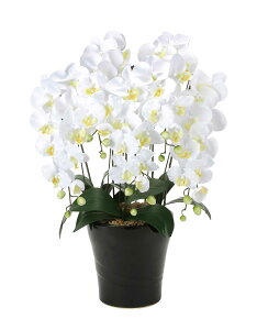 NC[Ӓ 5{W G} tFCNO[  lHϗtA j JXj Mtg 蕨 v[g  CeA   A[gt[ hV̓  