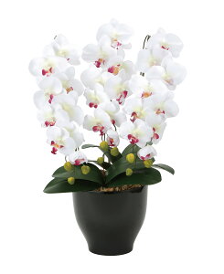 ӒZ[XW/AB G}  tFCNO[ lHϗtA tFCNt[ t[AWg CeA t A[gt[ v[g Mtg JXj hV̓  