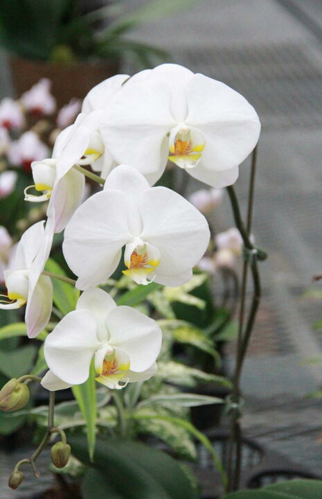 楽天市場】今ならつぼみ、または花付き！--『大輪白胡蝶蘭 「V3」【花 