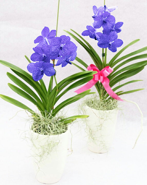 楽天市場 21年度全国洋らん品評会 金賞受賞 バンダ 1本仕立て 贈 敬 選べる3タイプ空中に美しい根を出すバンダは 吊り下げ栽培にも最適 花言葉は 上品な美しさ エレガント 敬老の日ギフト22 森水木のラン屋さん