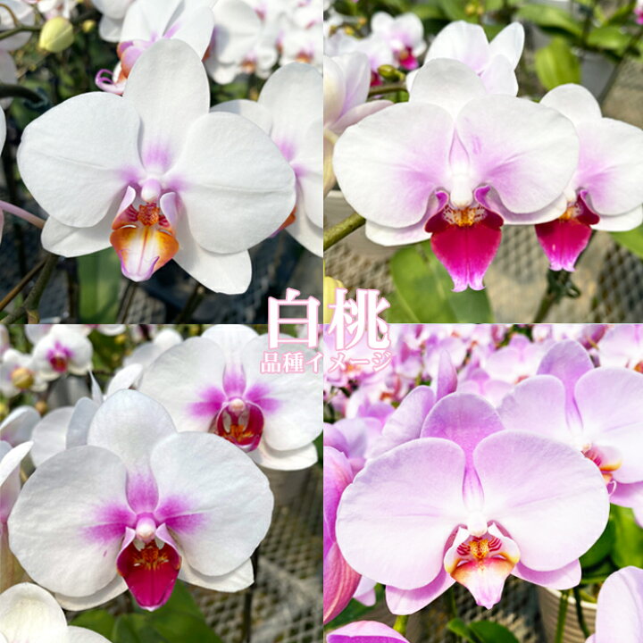 楽天市場】\今だけ!!赤リップタイプは【さくらひめ】/洋蘭ギフト鉢花 『ミディ胡蝶蘭 3本立ち「ソレイユ」』【贈】《敬》陶器鉢花 ミディ胡蝶蘭(ミニ 胡蝶蘭)ギフト胡蝶蘭お供え 胡蝶蘭 開店祝 開業祝 : 森水木のラン屋さん 楽天市場】\今だけ!!赤リップタイプは【さくらひめ】/洋蘭ギフト鉢花 『ミディ胡蝶蘭 3本立ち「ソレイユ」』【贈】《敬》陶器鉢花 ミディ胡蝶蘭(ミニ 胡蝶蘭)ギフト胡蝶蘭お供え 胡蝶蘭 開店祝 開業祝 : 森水木のラン屋さん