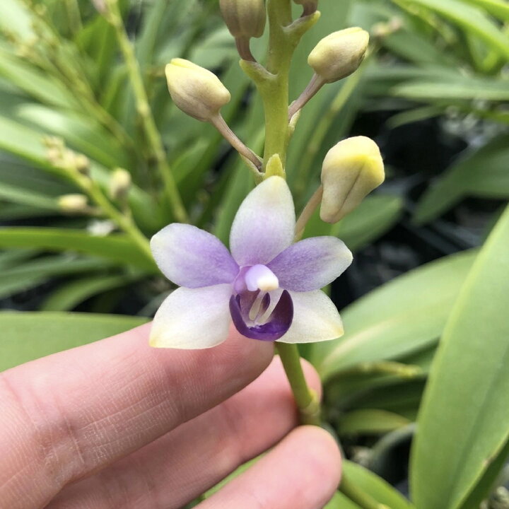 楽天市場 洋ランの苗 今ならつぼみ または花付き 青い胡蝶蘭 紫式部 花咲く苗セット 花 セット 花鉢洋ラン栽培セット 素焼き鉢 お花の説明書 肥料 受皿 保証書 洋蘭苗栽培キット植え替え 森水木のラン屋さん