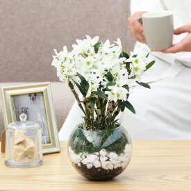 母の日 超早割 プレゼント 蘭 『洋蘭「雪の華」ガラス鉢仕立て』2026 蘭デンドロビウム エンジェルベイビー’グリーン愛’ 鉢花 色 おしゃれ ガラス鉢 カーネーション以外 カード 鉢植え【贈】【母】《母》