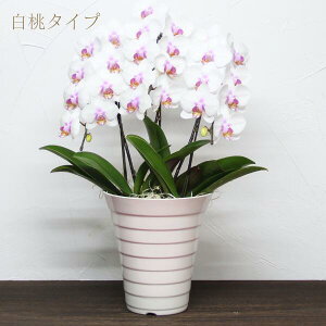 Ӓ v[g jw~fBӒ 3{u\Cvxm a җj  ~ ފ ފ  ~jӒ MtgR`EJXj JƏj Ԕ  Ay