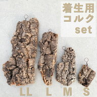 洋蘭栽培プロ用資材 『コルク付け栽培 すぐ出来る「コルク着生セット」(コルク/固定紐/吊り下げワイヤー/…