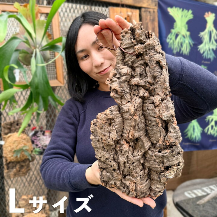 楽天市場】洋蘭栽培プロ用資材 『コルク付け栽培 すぐ出来る「コルク着 