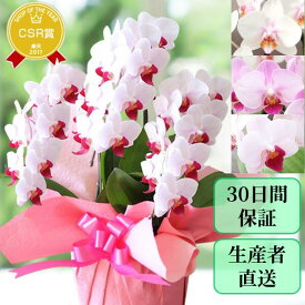 胡蝶蘭 プレゼント お祝い『ミディ胡蝶蘭 3本立ち「ソレイユ」』敬老の日2025 洋蘭 お誕生日 還暦祝い お供え お盆 お彼岸 御彼岸 鉢花 ミニ胡蝶蘭 ギフトコチョウラン開店祝 開業祝 花鉢 生花 鉢植え《敬》【贈】