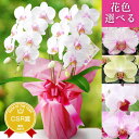 胡蝶蘭 お祝い 花色選べる『ミディ胡蝶蘭 2本立ち 「メルシー」』お誕生日お祝い 胡蝶蘭 移転祝い 開店祝い 就任祝い プレゼント 花ギフト 生花 鉢花 【贈】