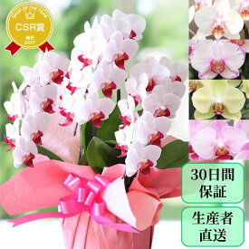 胡蝶蘭 プレゼント お祝い『ミディ胡蝶蘭 3本立ち「ソレイユ」』洋蘭 お誕生日 還暦祝い お供え お盆 お彼岸 御彼岸 鉢花 ミニ胡蝶蘭 ギフトコチョウラン開店祝 開業祝 花鉢 生花 鉢植え【贈】