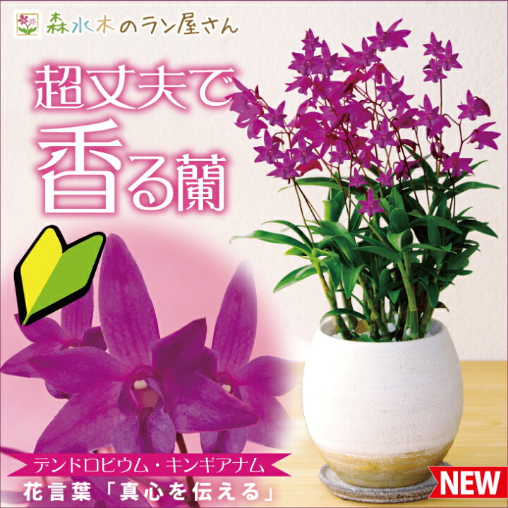 楽天市場 洋ラン デンドロビウム キンギアナム 陶器鉢仕立て 贈 鉢花小さな花が咲き乱れ 香りが部屋中に広がります超丈夫な性質で育てやすいので初心者さんにも 胡蝶蘭ギフトに飽きた方に ご自宅 にどうぞ 森水木のラン屋さん