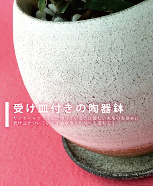 香りの花咲く原種『デンドロビウム・キンギアナム陶器鉢仕立て』小さな花が咲き乱れ、香りが部屋中に広がります超丈夫な性質で育てやすいので初心者さんにも♪胡蝶蘭ギフトに飽きた方に【あす楽関東翌日】ご自宅、お誕生日にどうぞ♪陶器鉢花