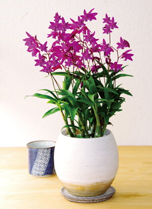 香りの花咲く原種『デンドロビウム・キンギアナム陶器鉢仕立て』小さな花が咲き乱れ、香りが部屋中に広がります超丈夫な性質で育てやすいので初心者さんにも♪胡蝶蘭ギフトに飽きた方に【あす楽関東翌日】ご自宅、お誕生日にどうぞ♪陶器鉢花