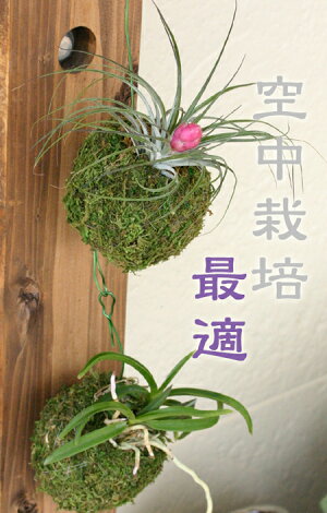 吊り下げて育てるのが彼らにとって一番自然です。