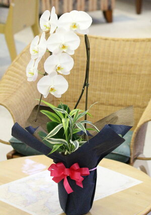 『笑顔の花咲く胡蝶蘭【ほほえみ】観葉寄せ』誕生日花のバースデーフラワーギフトなどお祝い、お供えに一対飾りもあす楽人気の胡蝶蘭ギフト陶器鉢花【楽ギフ_包装選択】【楽ギフ_のし宛書】【楽ギフ_メッセ入力】HE