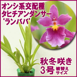 楽天市場 花咲く苗 品種で選ぶ オンシジューム 森水木のラン屋さん 楽天市場 花咲く苗 品種で選ぶ オンシジューム 森水木のラン屋さん