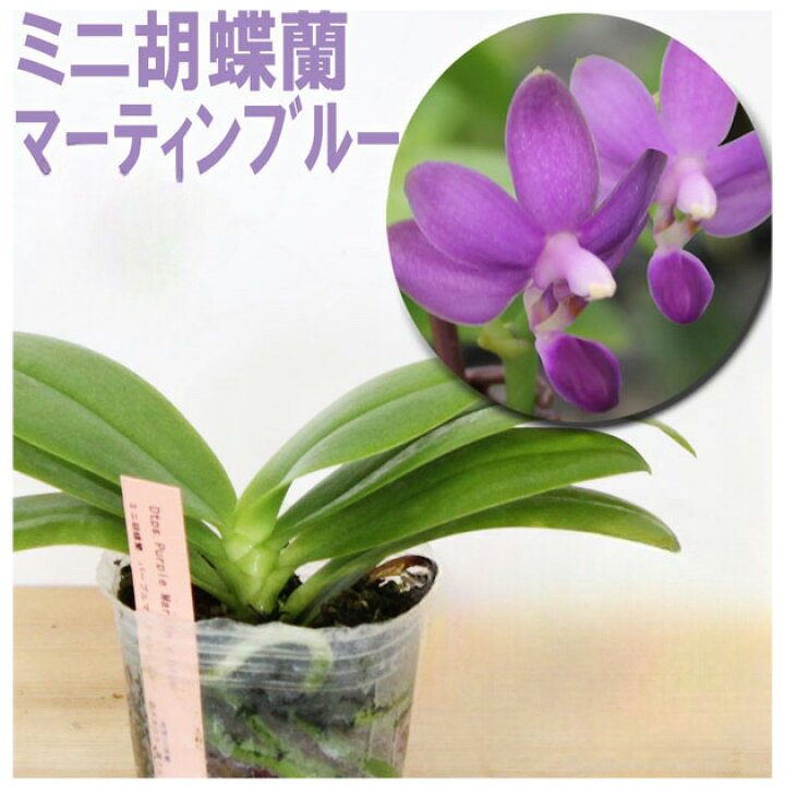 楽天市場】青い胡蝶蘭再販 洋ランの苗『青い胡蝶蘭 マーティンブルー 