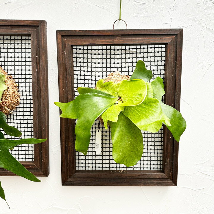 楽天市場】ビカクシダ（コウモリラン）用資材 『着生植物用 ウッド 
